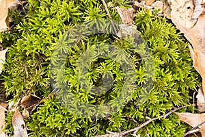 Tree moss in the woods at Great Pond Glastonbury Connecticut