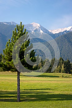 Tree in the mountain