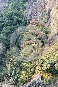 Tree on mountain