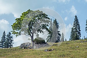 Tree on mountain