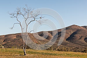 Tree with Mountain in Background in Chula Vista, California