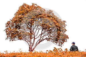 The tree at mountain with a man sitting under the trees on white background. Autumn concept