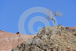 Tree on a mountain in the Ounila Valley.