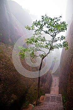 Tree in a mountain path