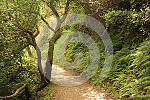 Tree on the mountain path.