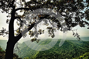 Tree and mountain range : Thailand