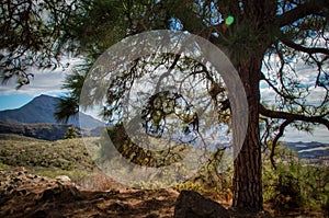 A tree on a mountain slope photo