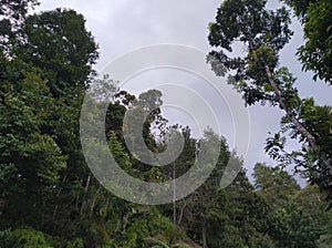 Tree in mountain tropis wild