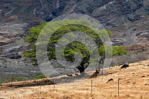 Tree in a mountainous area in Maui, Hawaii