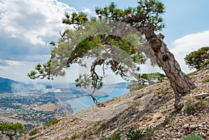Tree on mountainside