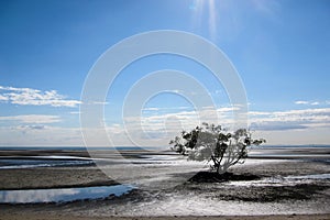 Tree on mudflats