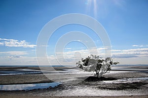 Tree on mudflats photo