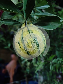 Tree with multa fruit