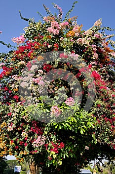 Tree with multi colored flowers.