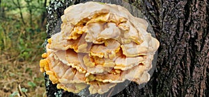 tree with a mushroom fungus photo