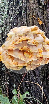 tree with a mushroom fungus photo