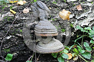 A tree mushroom grows on the tree`s stem