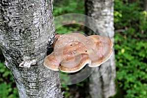 A tree mushroom grows on the tree`s stem