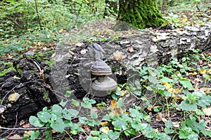 A tree mushroom grows on the tree`s stem