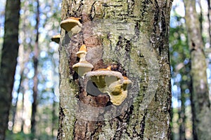 A tree mushroom grows on the tree`s stem