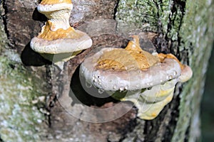 A tree mushroom grows on the tree`s stem