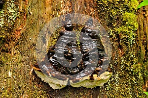 Tree mushroom, Hoh Rainforest