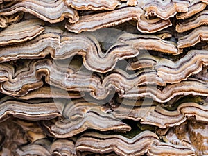 Tree mushroom. Interesting texture. Wavy background