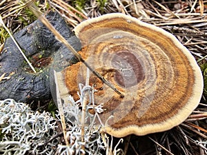Tree mushroom. Spiral. Photographed from above.