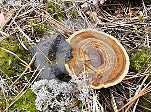 Tree mushroom. Spiral. Photographed from above.