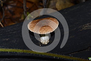 tree mushroom on the tree thunk