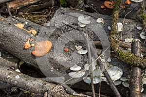 Tree mushrooms appeared on the wood of the woodpile after the winter