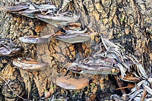 Tree mushrooms on background of tree bark. Old, dry willow leaves covered the mushrooms. Early spring. Close-up.