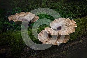 Tree mushrooms on a moss-covered fallen tree