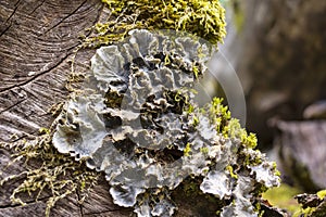 Tree mushrooms, mosses and lichens on a felled tree trunk
