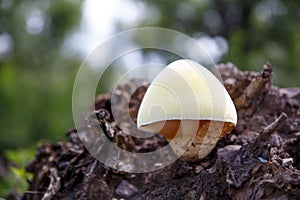 Tree mushrooms. Silky edible plate mushroom Volvariella bombycina growing on dead rotten wood. A rare species of fungus growing in