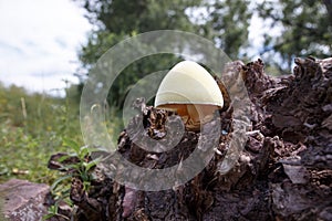 Tree mushrooms. Silky edible plate mushroom Volvariella bombycina growing on dead rotten wood. A rare species of fungus growing in
