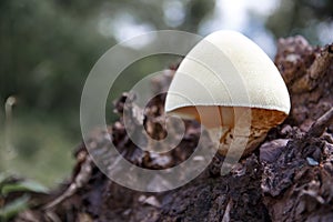 Tree mushrooms. Silky edible plate mushroom Volvariella bombycina growing on dead rotten wood. A rare species of fungus growing in