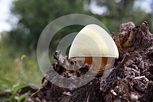 Tree mushrooms. Silky edible plate mushroom Volvariella bombycina growing on dead rotten wood. A rare species of fungus growing in