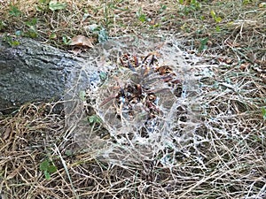 A tree with mushrooms and slime from snails and slugs