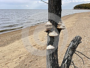 Tree mushrooms on a tree trunk on the shore of Lake Khanka in autumn. Russia, Primorsky Krai photo