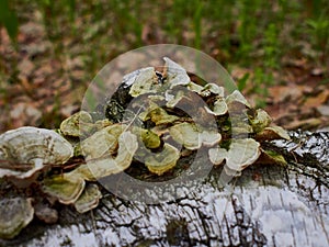 Tree mushrooms on the trunk