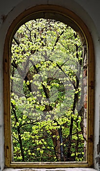 Tree from my window