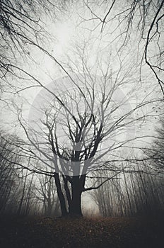 Tree in mysterious Halloween forest with fog