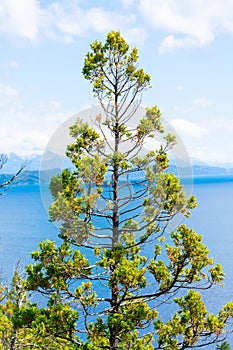 A tree with Nahuel Huapi lake and the mountains in the background