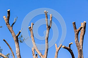 Tree Bare Branches Blue