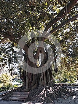 This old tree is standing in the central area of Ã¢â¬â¹Ã¢â¬â¹a park behind a bench. photo