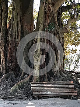 Bench in front of giant roots photo