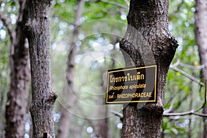 Tree name sign of name label in Thai and English. The sign indicates the name of Rhizophora Apiculata plants in tropical mangrove