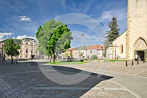 Tree on Namestie osloboditelov square in Liptovsky Mikulas town