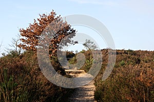 Tree in National Park